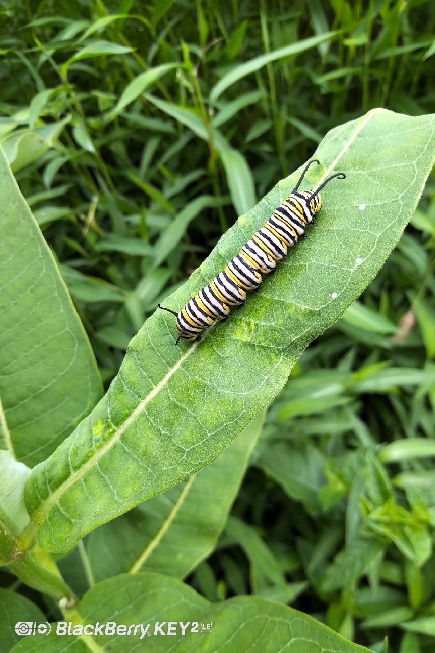 White and Yellow Caterpillar