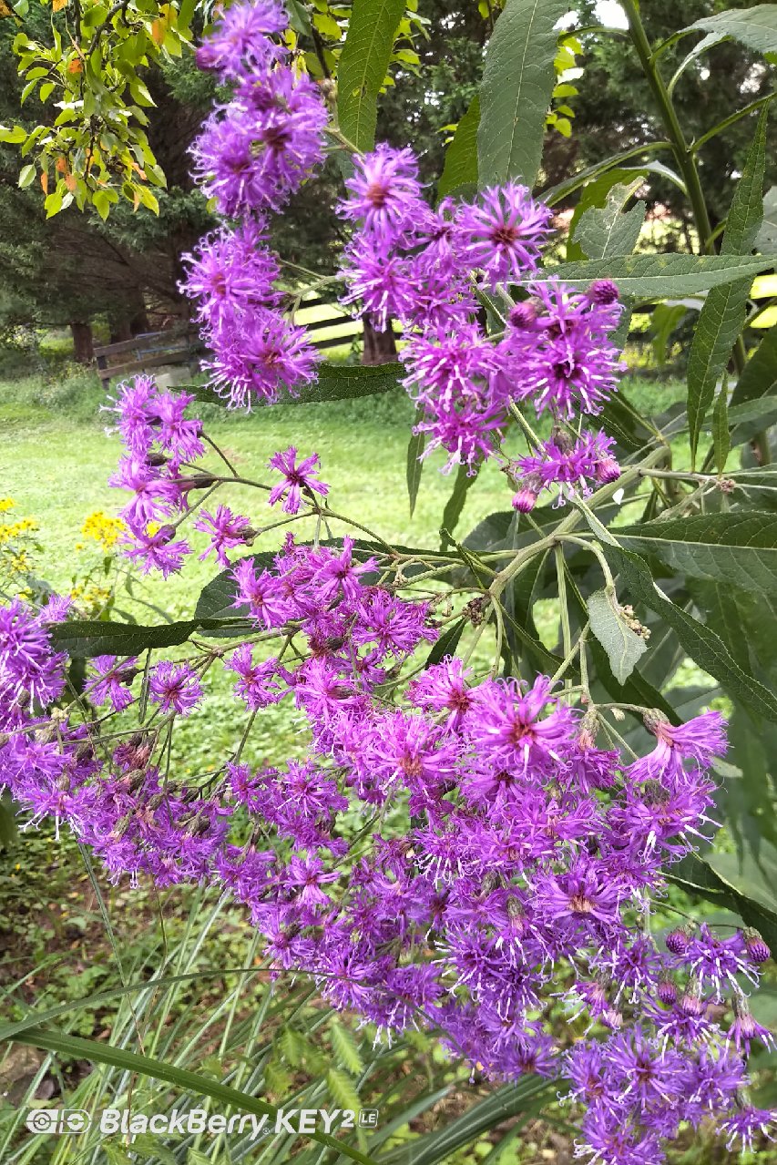 Purple Flower