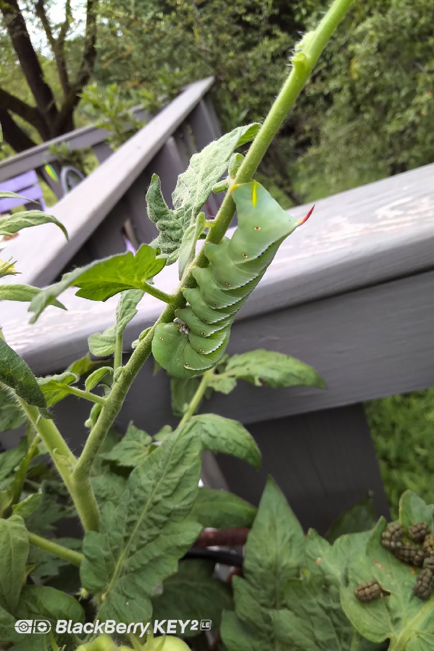 Green Caterpillar