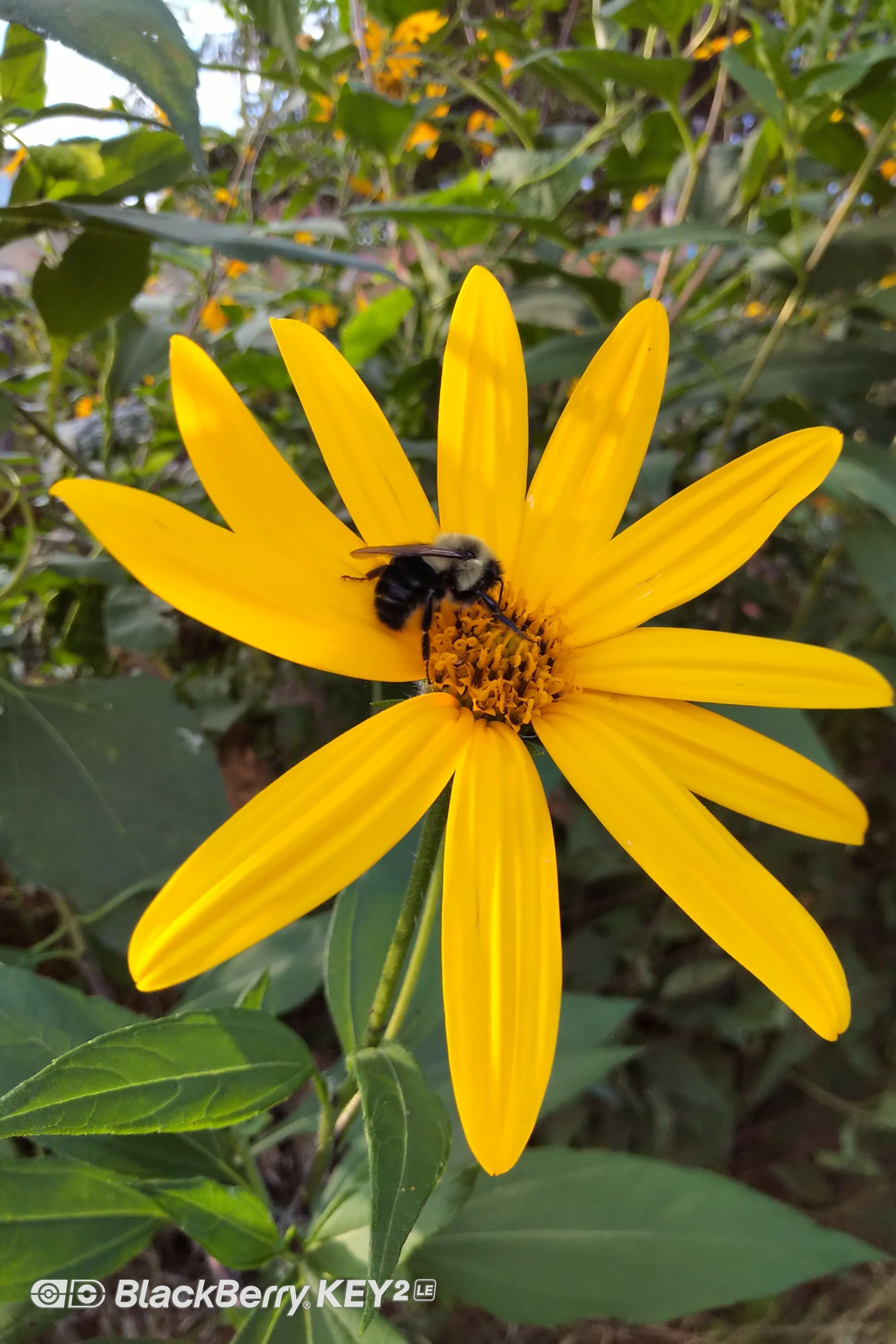 Bee Gathering Pollen